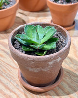 Agave Potted - Plant Daddy
