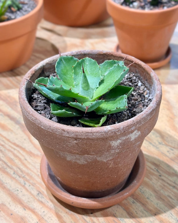 Agave Potted - Plant Daddy