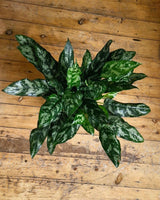 Aglaonema ‘Emerald Beauty' - Plant Daddy