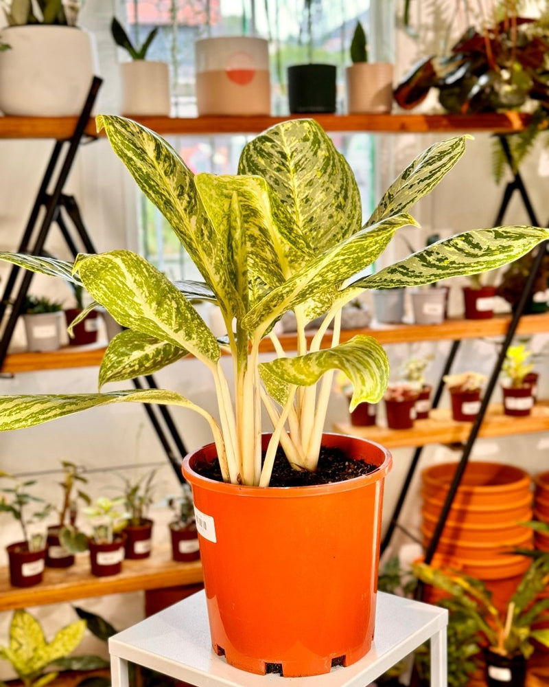 Aglaonema ‘Golden Madonna’ - Plant Daddy