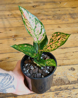 Aglaonema ‘Lady Valentine’ - Plant Daddy