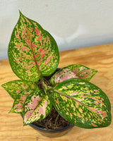 Aglaonema ‘Lady Valentine’ - Plant Daddy