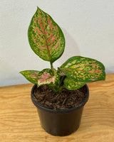 Aglaonema ‘Lady Valentine’ - Plant Daddy