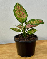 Aglaonema ‘Lady Valentine’ - Plant Daddy