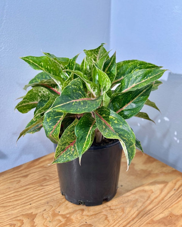 Aglaonema ‘Night Sparkle’ - Plant Daddy
