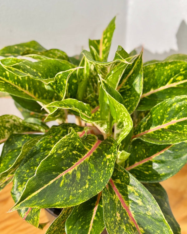 Aglaonema ‘Night Sparkle’ - Plant Daddy