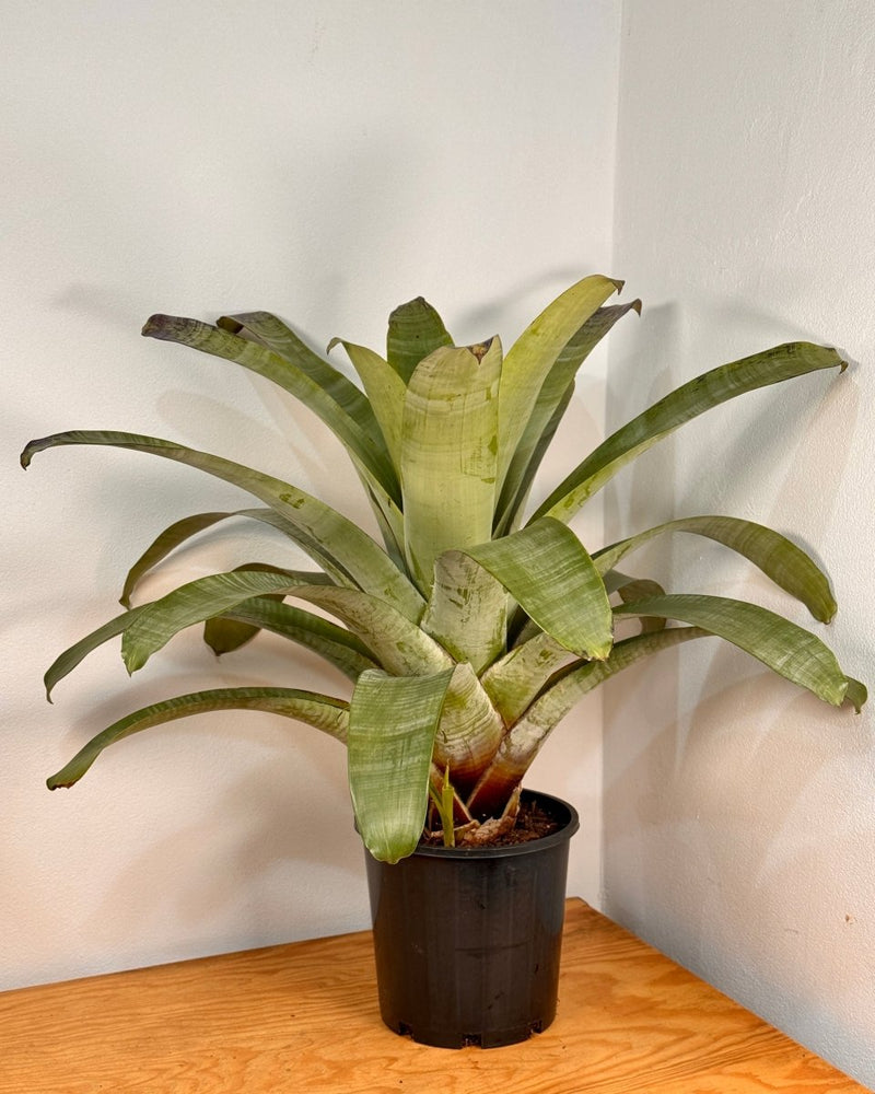 Alcantarea extensa - Plant Daddy