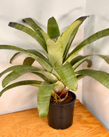 Alcantarea extensa - Plant Daddy