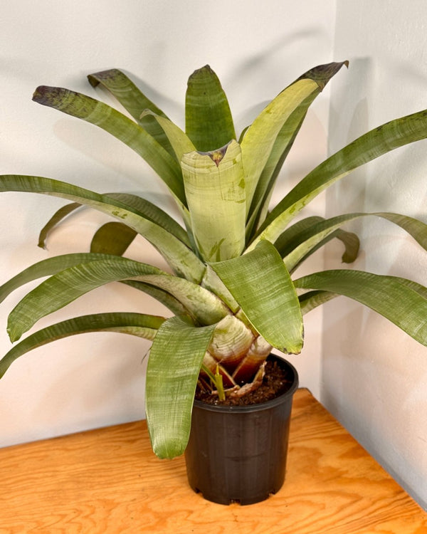 Alcantarea extensa - Plant Daddy