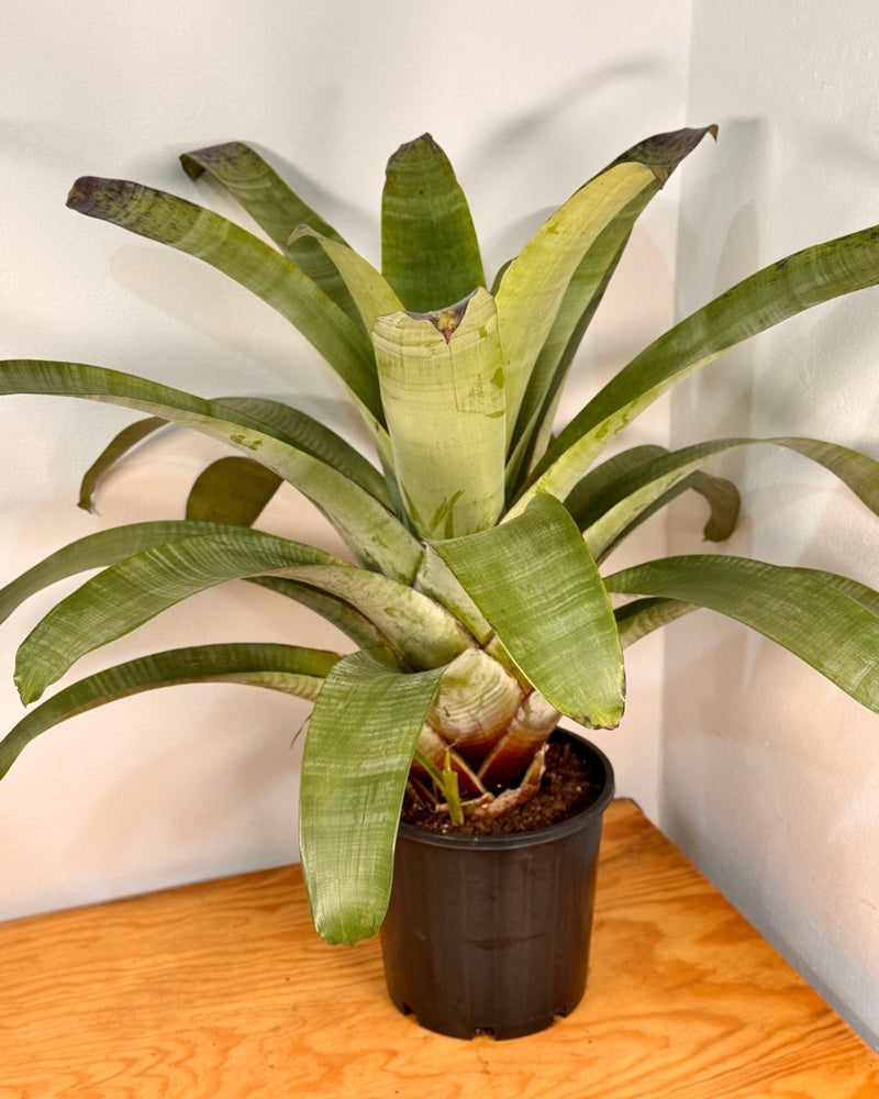 Alcantarea extensa - Plant Daddy