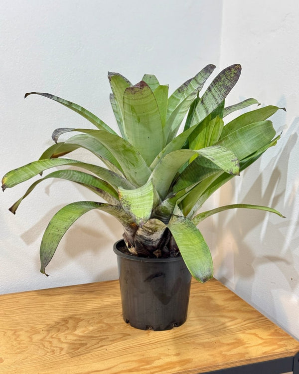 Alcantarea extensa (Bromeliad) - Plant Daddy