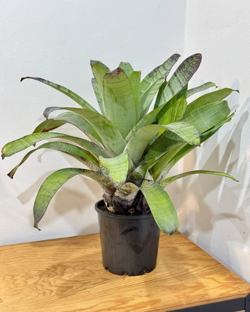 Alcantarea extensa (Bromeliad) - Plant Daddy