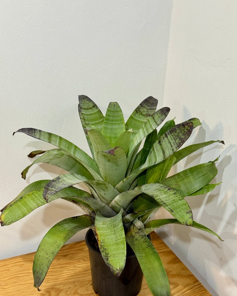 Alcantarea extensa (Bromeliad) - Plant Daddy