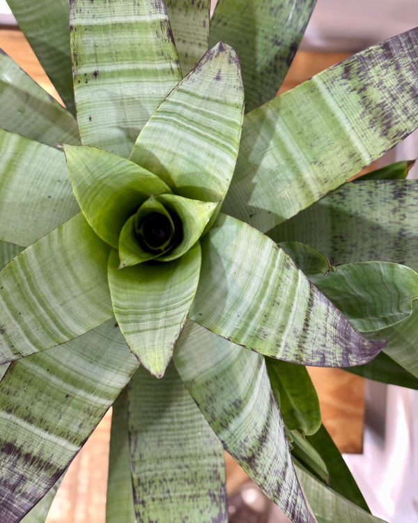Alcantarea extensa (Bromeliad) - Plant Daddy