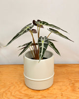 Alocasia ‘Bambino’ - Plant Daddy