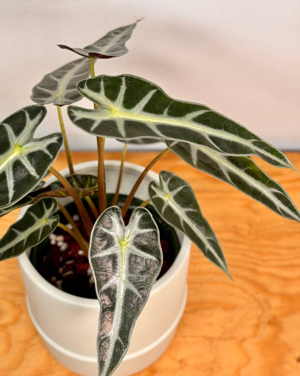 Alocasia ‘Bambino’ - Plant Daddy