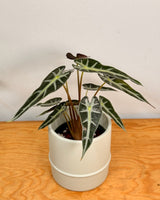 Alocasia ‘Bambino’ - Plant Daddy