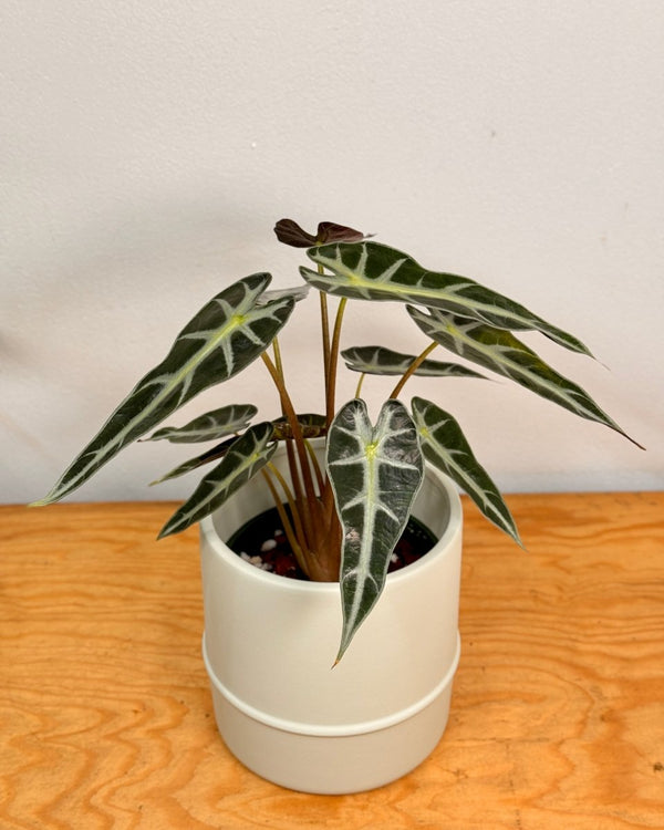 Alocasia ‘Bambino’ - Plant Daddy
