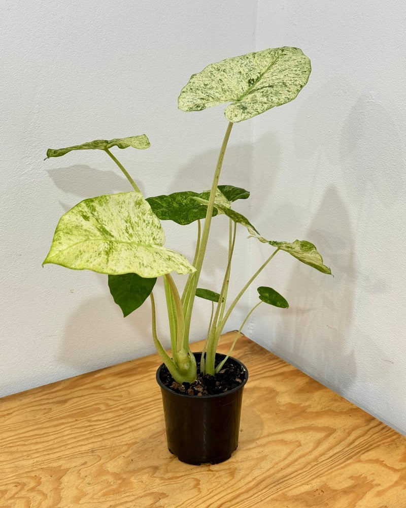 Alocasia 'Batik' - Plant Daddy