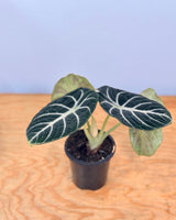 Alocasia ‘Black Velvet' - Plant Daddy