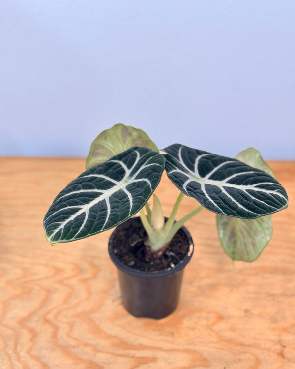 Alocasia ‘Black Velvet' - Plant Daddy
