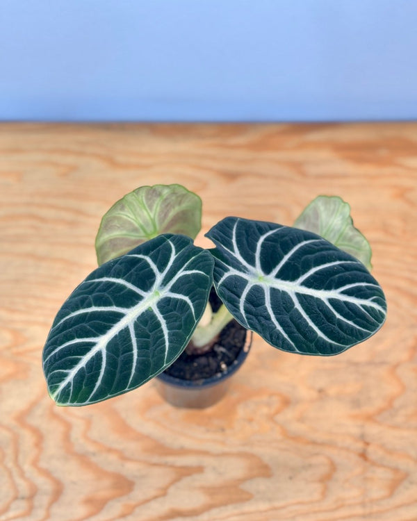 Alocasia ‘Black Velvet' - Plant Daddy