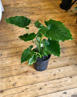 Alocasia brisbanensis - Plant Daddy