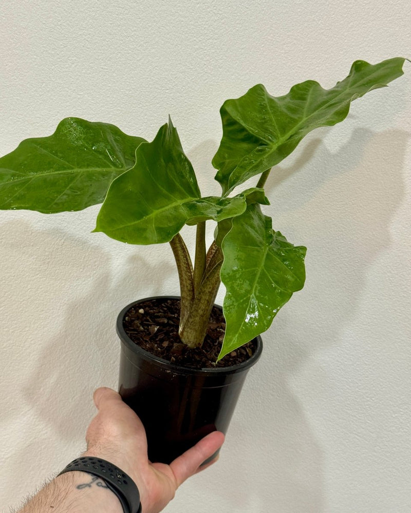 Alocasia 'Low Rider' - Plant Daddy