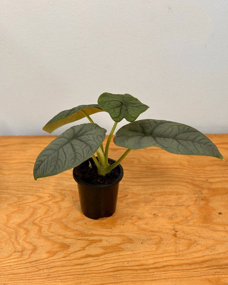 Alocasia Melo - Plant Daddy
