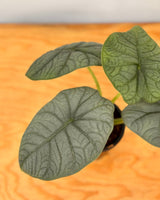 Alocasia Melo - Plant Daddy