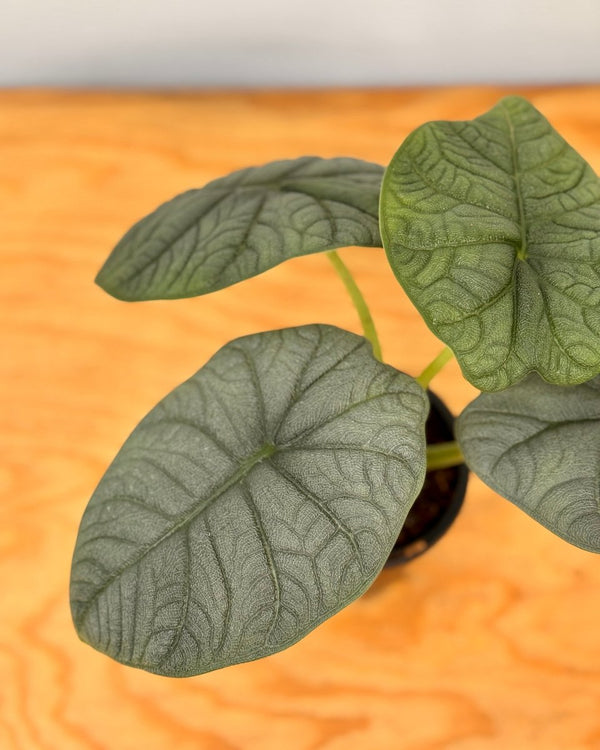 Alocasia Melo - Plant Daddy