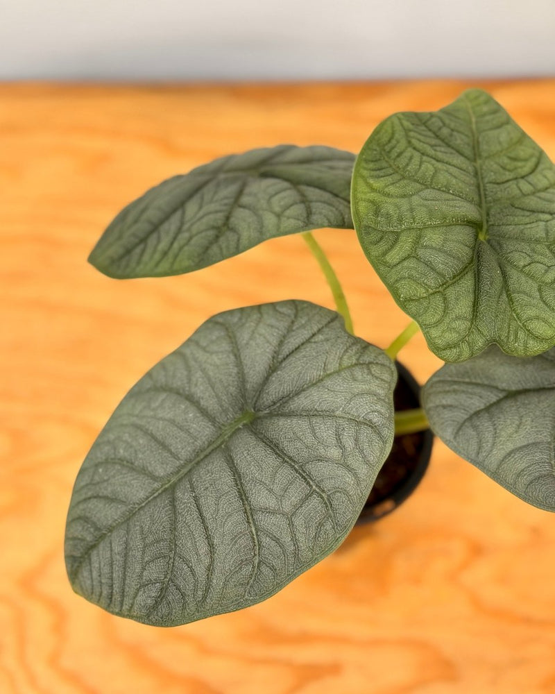 Alocasia Melo - Plant Daddy