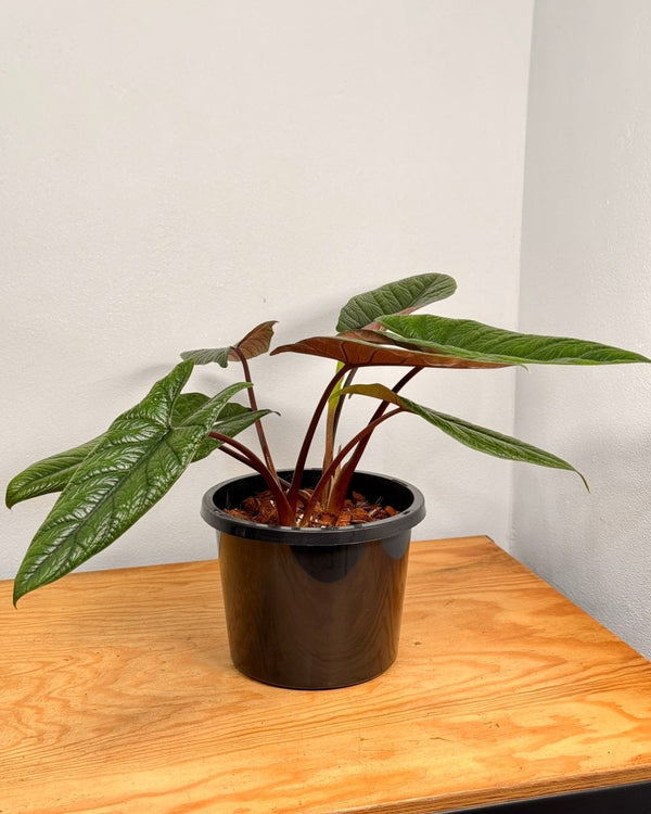 Alocasia scalprum - Plant Daddy