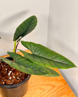 Alocasia scalprum - Plant Daddy