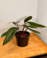 Alocasia scalprum - Plant Daddy