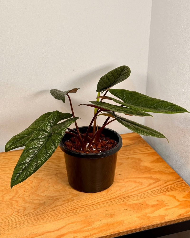 Alocasia scalprum - Plant Daddy