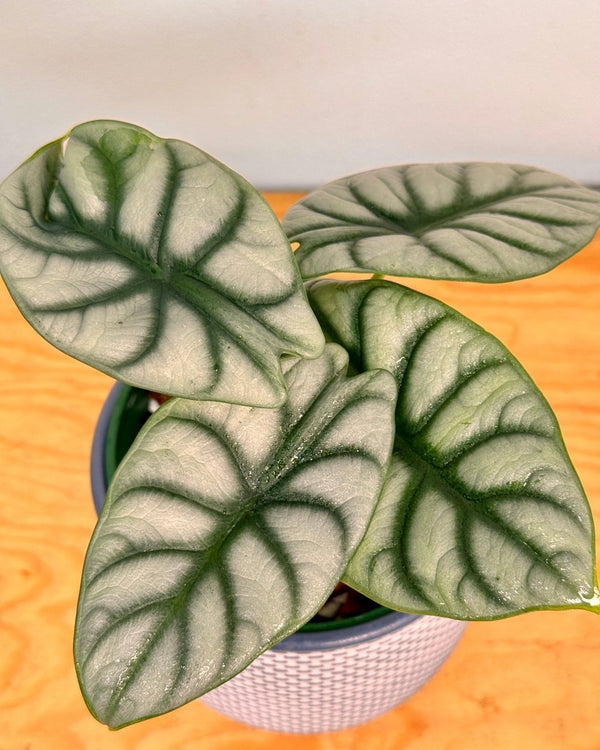 Alocasia 'Silver Dragon' - Plant Daddy
