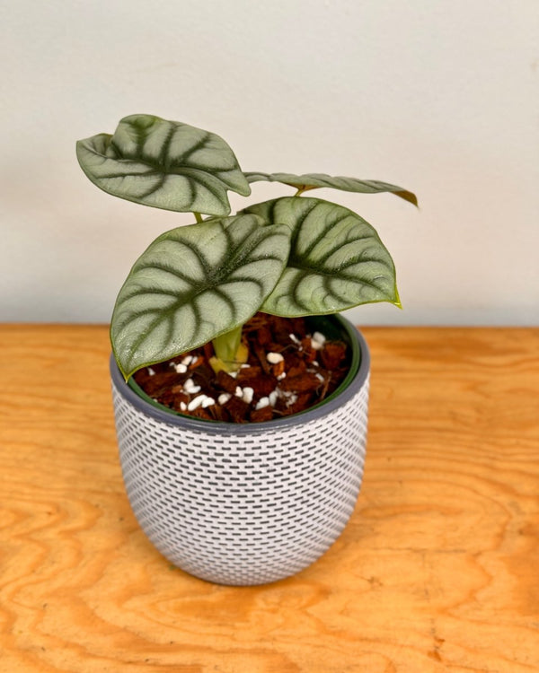 Alocasia 'Silver Dragon' - Plant Daddy