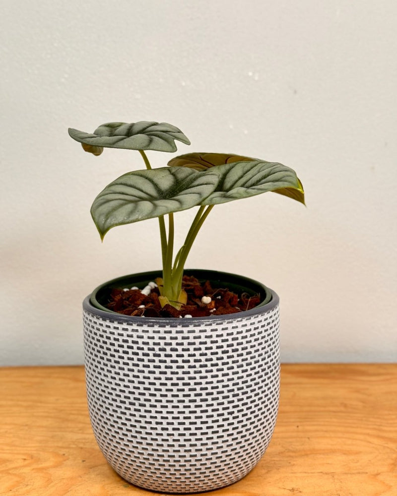 Alocasia 'Silver Dragon' - Plant Daddy
