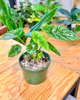 Alocasia sinuata - Plant Daddy