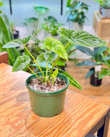 Alocasia sinuata - Plant Daddy