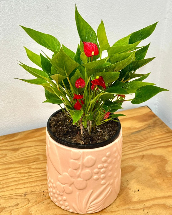 Anthurium andraeanum (Flamingo flower) - Plant Daddy