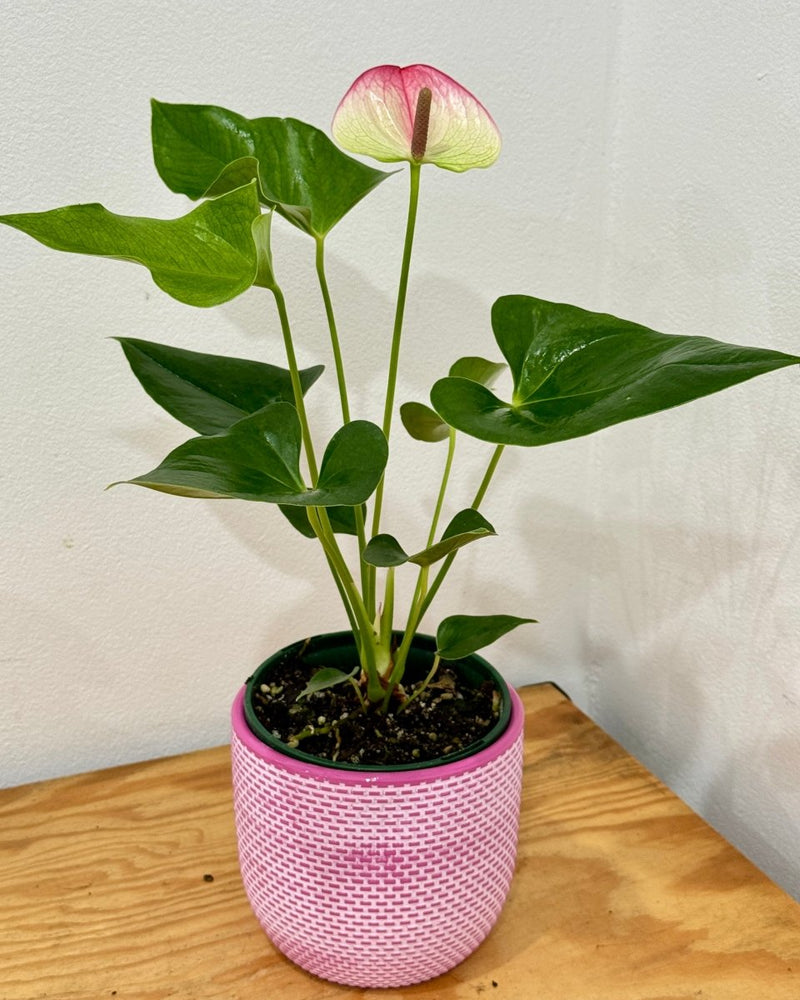 anthurium flamingo pink Anthurium Andraeanum Flamingo Flower