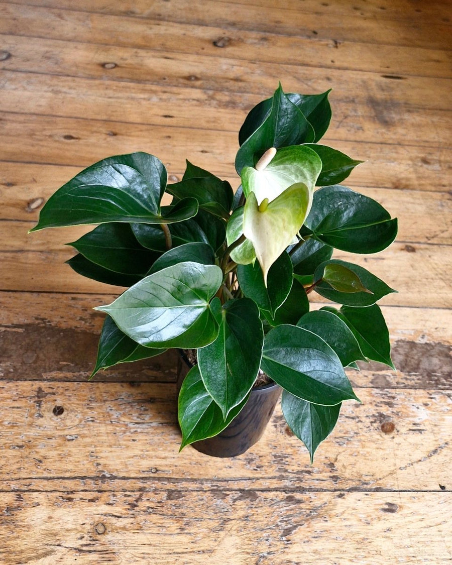anthurium philodendron Anthurium Andraeanum Flamingo Flower