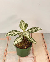 Aphelandra squarrosa ‘Snow White’ (Zebra Plant) - Plant Daddy