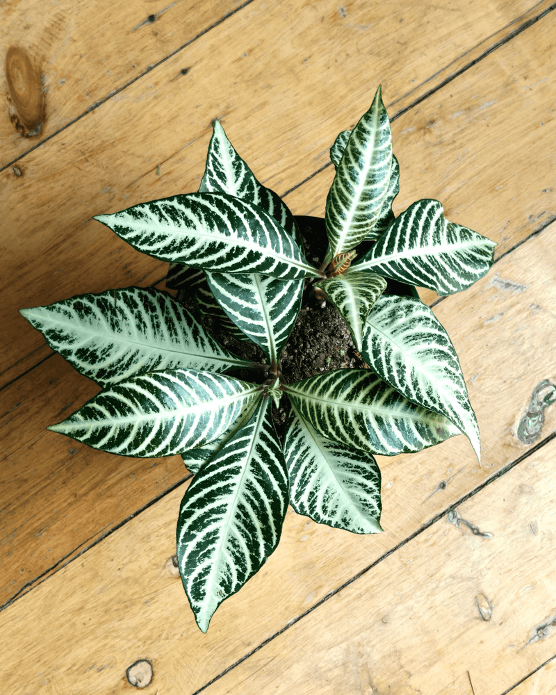 Aphelandra squarrosa ‘Snow White’ (Zebra Plant) - Plant Daddy
