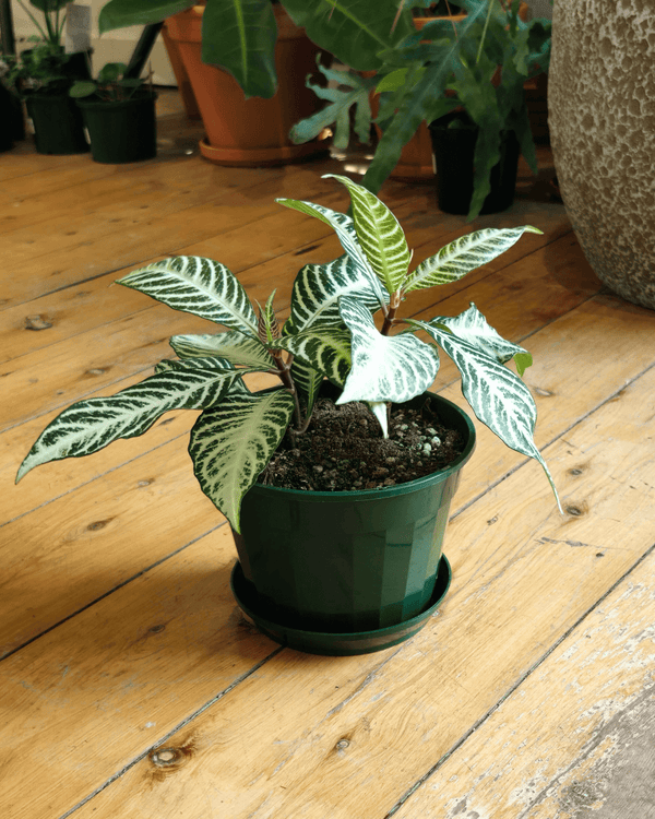 Aphelandra squarrosa ‘Snow White’ (Zebra Plant) - Plant Daddy