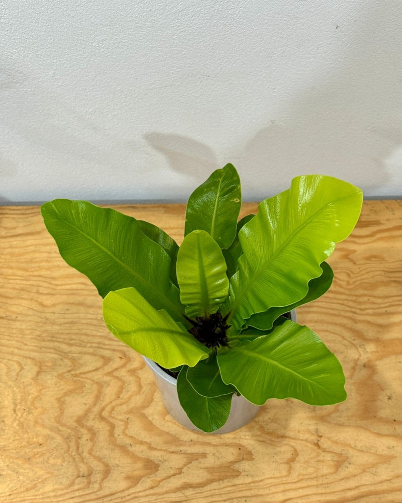 Asplenium australasicum (Birds Nest Fern) - Plant Daddy