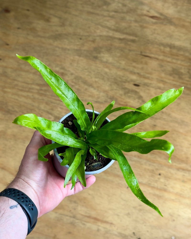 Asplenium australasicum (Birds Nest Fern) - Plant Daddy