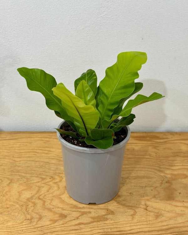Asplenium australasicum (Birds Nest Fern) - Plant Daddy